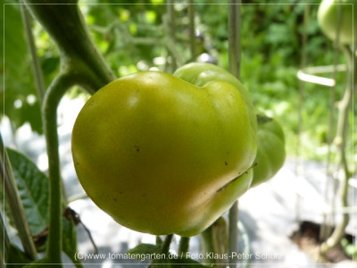 2012_Cherokee_Green_Fruit02.jpg