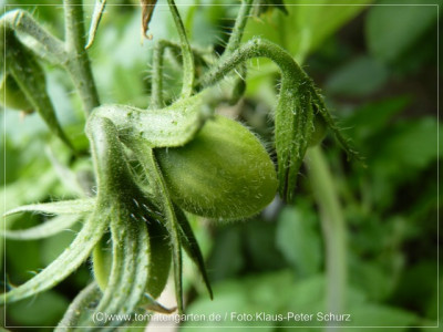 2012_Green_Zebra_Pear_Green_Fruit05.jpg