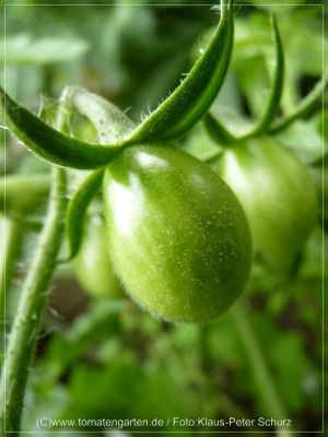 2012_Green_Zebra_Pear_Green_Fruit02.jpg