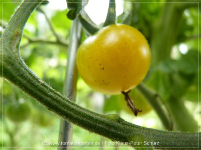 2012_Muoging_Tao_Fruit02.jpg