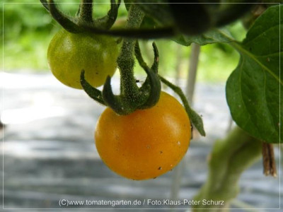 2012_Muoging_Tao_Fruit01.jpg