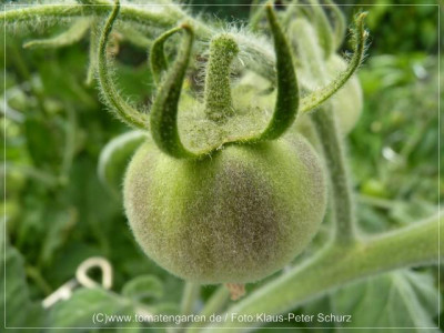 2012_Wooly_Green_Fruit02.jpg
