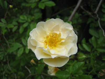 rose_rambler.jpg