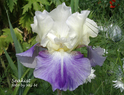 Imgp0150Seakist.jpg