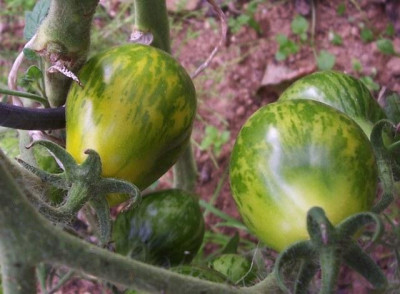 Aug_12_008_Michael_Pollans_Green_Zebra_Pear.jpg