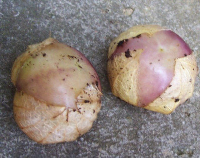 Aug_12_001_Tomatillo.jpg