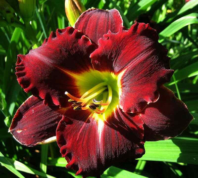 Ruffled_Storm_091911.jpg