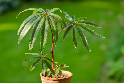 Begonia-luxurians-Aug0212.jpg
