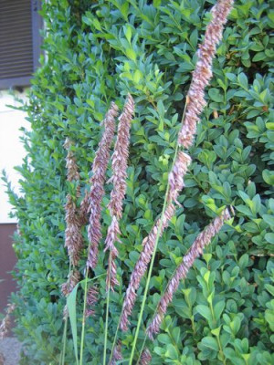 Melica_altissima_atropurpurea.jpg