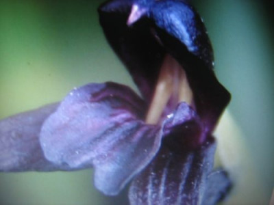 Roscoea_scillifolia_Kew_Garden.jpg