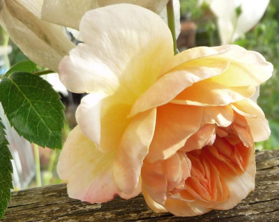 PortSunlight_0812_01.JPG