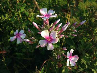 cf_gaissmayerphlox_20120801_zg.jpg