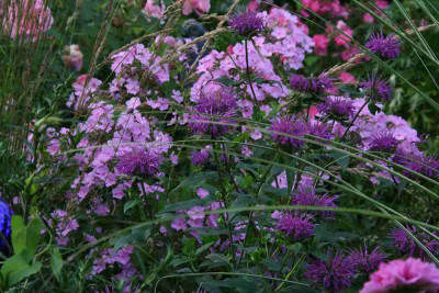 Monarde0112_2.jpg