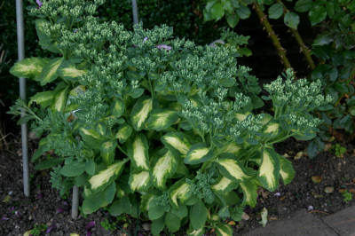 Sedum00707a.jpg