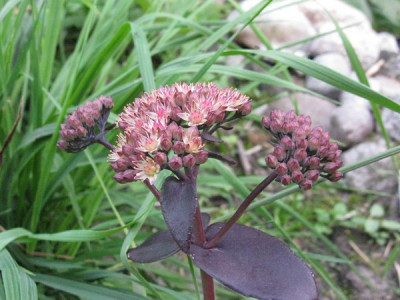 Sedum_telephium_subsp_atropurpureum_Gartenpur.jpg