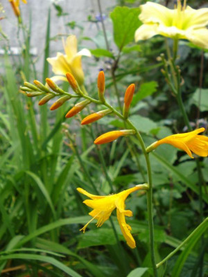 Crocosmia_gelb.jpg