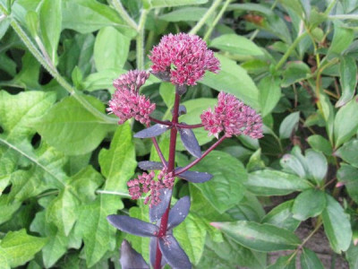 Sedum_Samling_Trolls_Black_Gartenpur.jpg