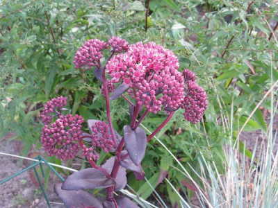 Sedum_Purple_Emperor_Gartenpur.jpg