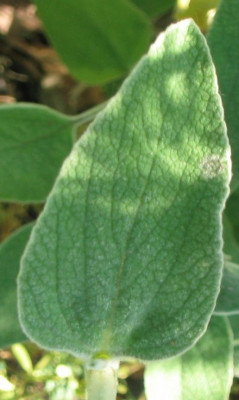 Phlomis_20050605_02.jpg