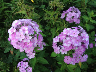 augensternphlox_20120801_zg2.jpg