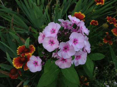 phloxsaemling_201207_zg2.jpg