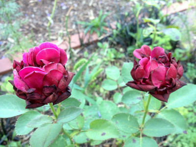 burgundy-velvet_201207_zg.jpg