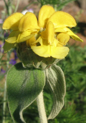 Phlomis_20050605_01.jpg