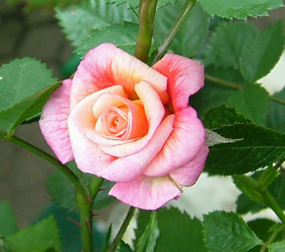 Aloha-NK12_002_b05.jpg