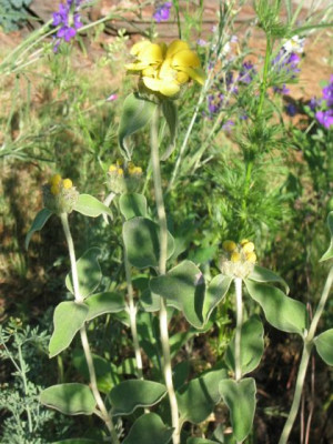 Phlomis_20050605_03.jpg