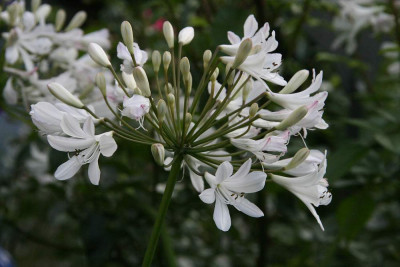 Agapanthus6912_2.jpg