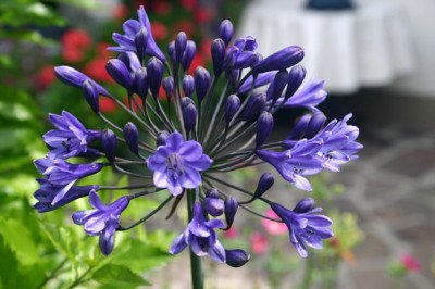 Agapanthus1309b.jpg
