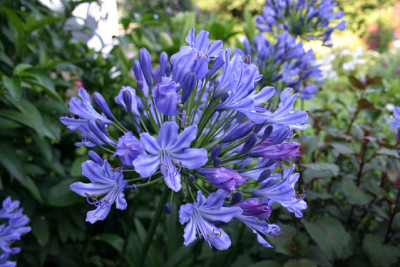 Agapanthus1509a.jpg