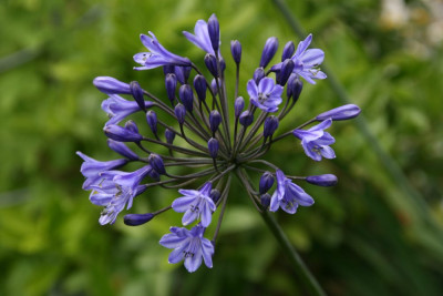Agapanthus6812.jpg