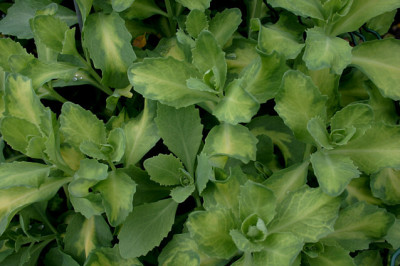 Sedum2108a.jpg