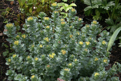 Sedum3310a.jpg