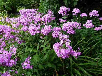 Phlox_amplifolia_P10505761.jpg