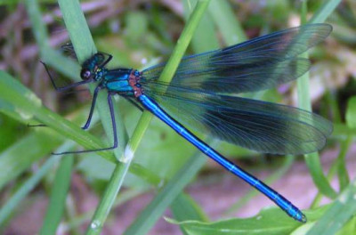 Calopteryx_splendens_-_Gebaenderte_Prachtlibelle_m10.jpg