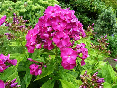 Slg._Phlox_paniculata_P10505641.jpg