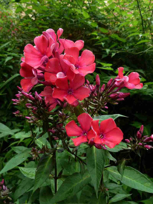 Phlox_paniculata_Starfire_P10505651.jpg