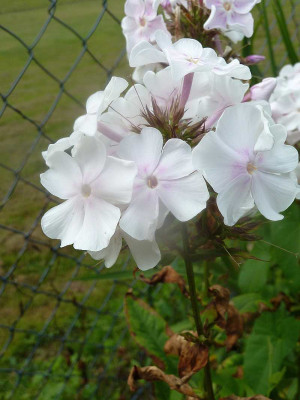 Phlox_paniculata_wei_P10505821.jpg