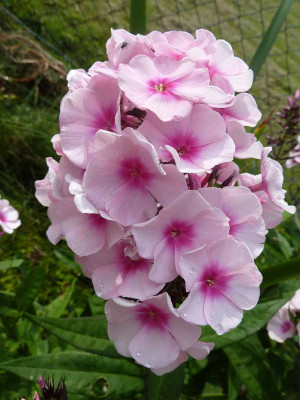 Phlox_rosa_mit_rotem_Auge_P10505711.jpg