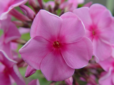 DSC395.jpg