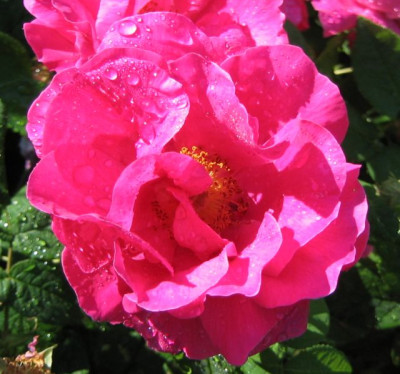 Rosa_gallica_officinalis.jpg