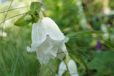 Campanula_p..jpg