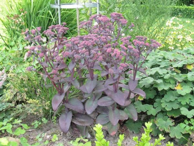 Sedum_Karfunkelstein_ganz_Gartenpur.jpg