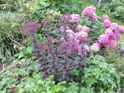 Sedum_Jose_Aubergine_Gartenpur.jpg