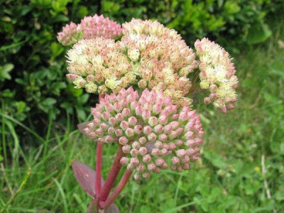 Sedum_Samling_Gelber_Troll_Gartenpur.jpg