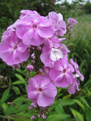 Phlox_Prospero_63612.jpg