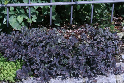 Sedum3511b.jpg