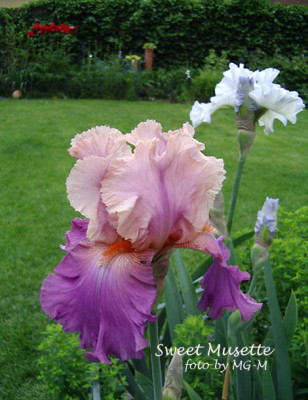 Imgp0011Sweet-Mus.jpg